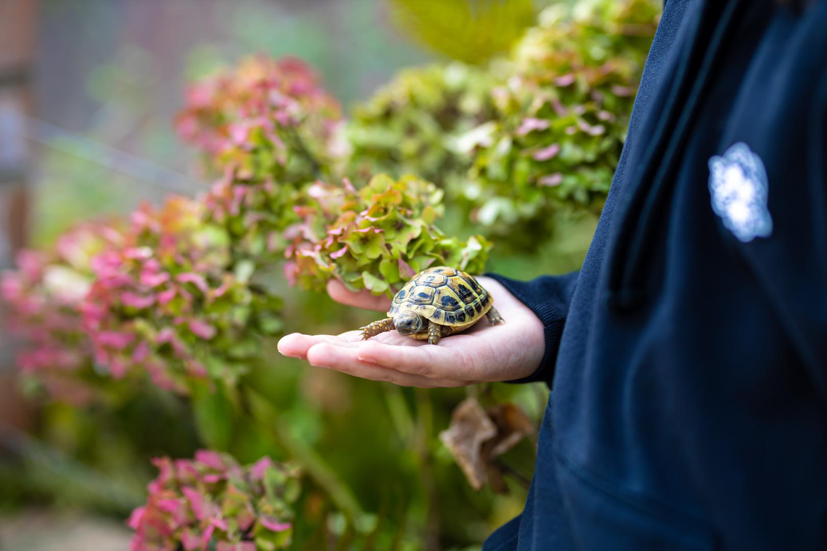 Kornjača: ‘Gmazovi poput malih kornjača mogu dobro funkcionirati u malom stanu budući da se uglavnom nalaze u akvariju ili terariju’, kaže Alleyne. Međutim, važno je napomenuti da kornjače trebaju više od samog mokrog prostora za život. Postavljanje staništa za kornjače također će zahtijevati odgovarajuće grijanje, rasvjetu i filtriranje vode. A, s obzirom na njihov dugi životni vijek, kornjače također dugoročno oduzimaju puno vremena, pa budite spremni na sklapanje prijateljstva za cijeli život.