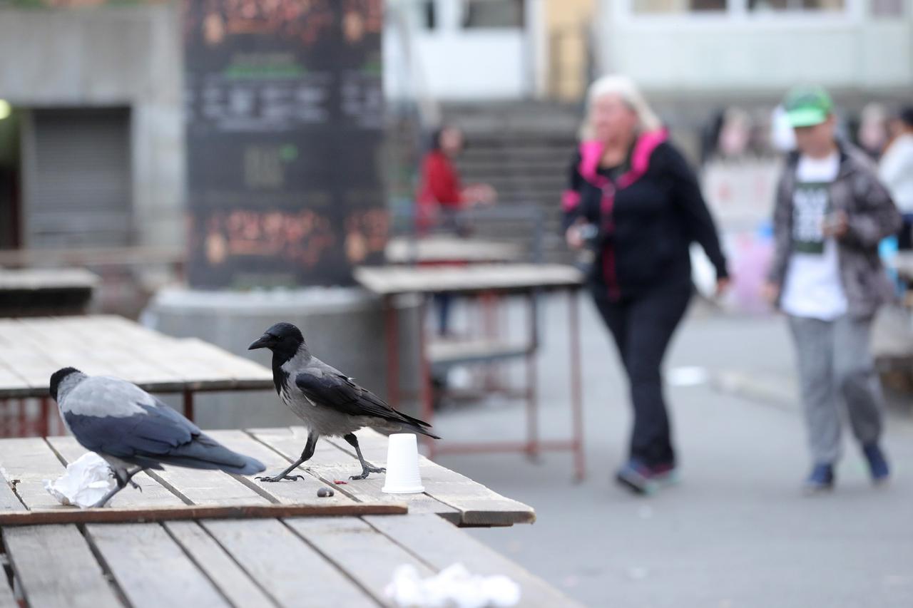 Zagreb: Vrane u potrazi za hranom na tržnici Dolac