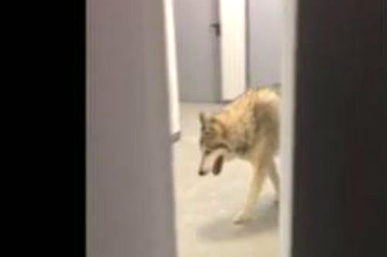 Američka olimpijka mislila da je pas vuk