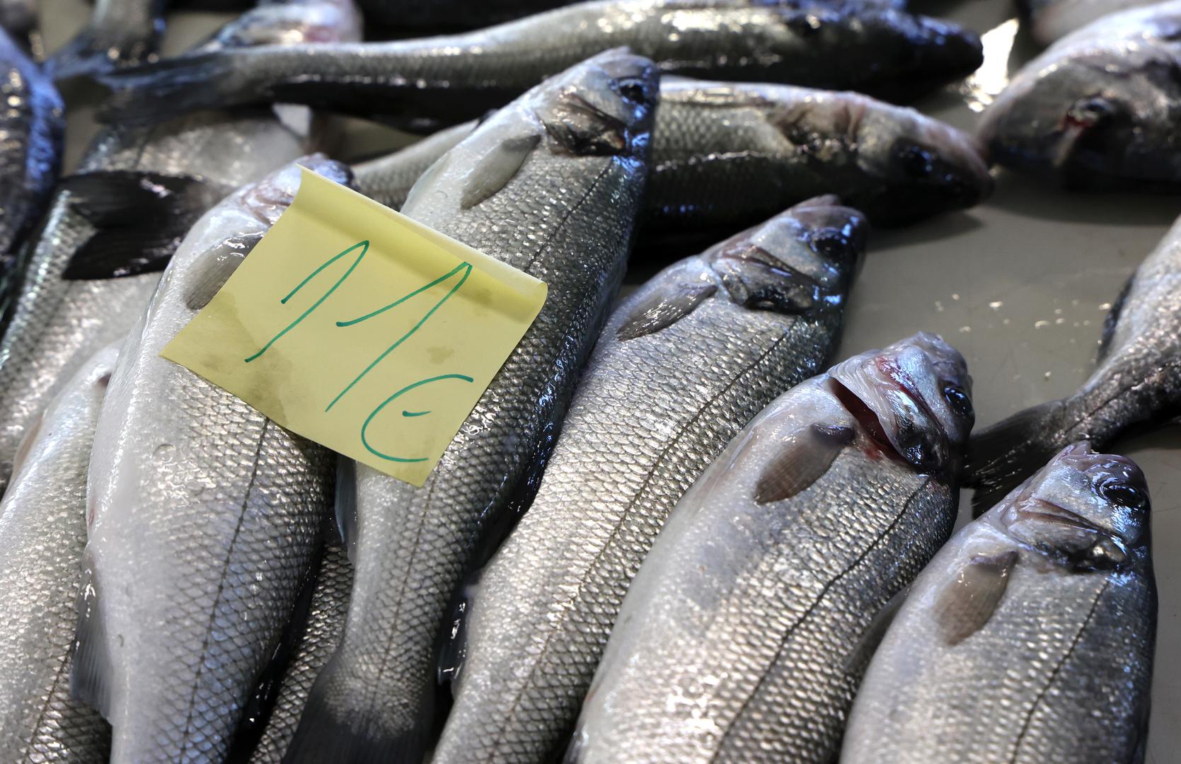 Cijene svježih plodova mora na šibenskoj ribarnici variraju, a najnovija ponuda uključuje raznovrsne morske plodove. Kako se vidi na slikama, sipa je dostupna po cijeni od 25 eura po kilogramu, dok veća divlja orada košta 30 eura.