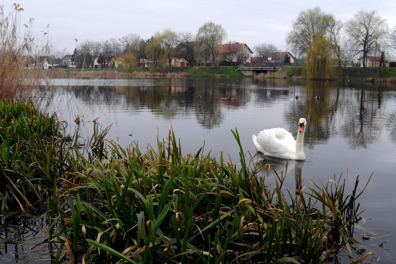 Vinkovci: Sve više labudova može se sresti na rijeci Bosut zbog ljudi koji ih hrane