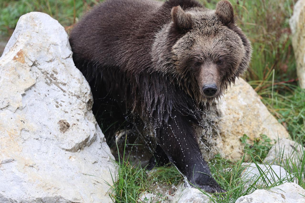 Zagrebački zoološki vrt dobio nove stanovnike, medvjediće Alberta i Kvetu