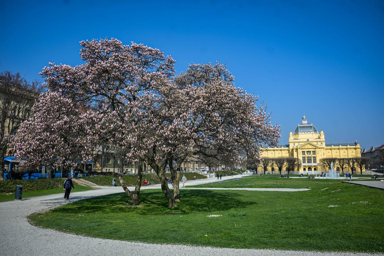 Zagreb: Procvala magnolija na Trgu kralja Tomislava