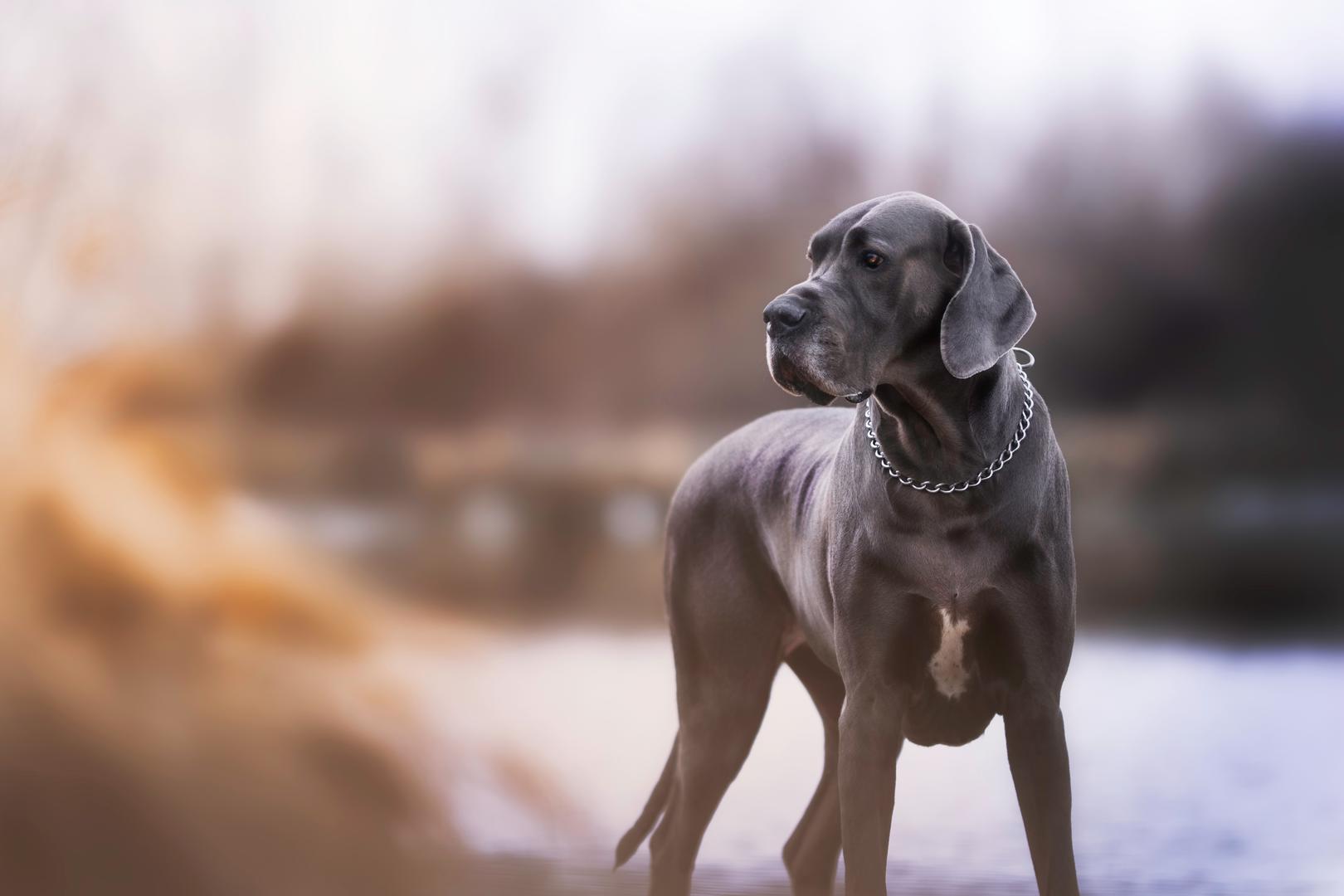 1. Njemačka doga: Njemačke doge su sklone GDV-u. Za one koji ne rade u veterini, GDV je skraćenica za gastričnu dilataciju-volvulus. Prema American College of Veterinary Surgeons (ACVS), GDV je 'brzo progresivno stanje opasno po život pasa koje zahtijeva hitnu medicinsku pomoć. Stanje je multifaktorijalno, ali se obično povezuje s brzim gutanjem velikih obroka. Prisutnost hrane i plinova uzrokuje značajno širenje želuca, što može imati nekoliko ozbiljnih posljedica'. Također, iako se GDV može vidjeti kod svih pasmina, najčešći je kod njemačkih doga, zajedno s Weimaranerima, bernardincima, irskim seterima i gordon seterima.