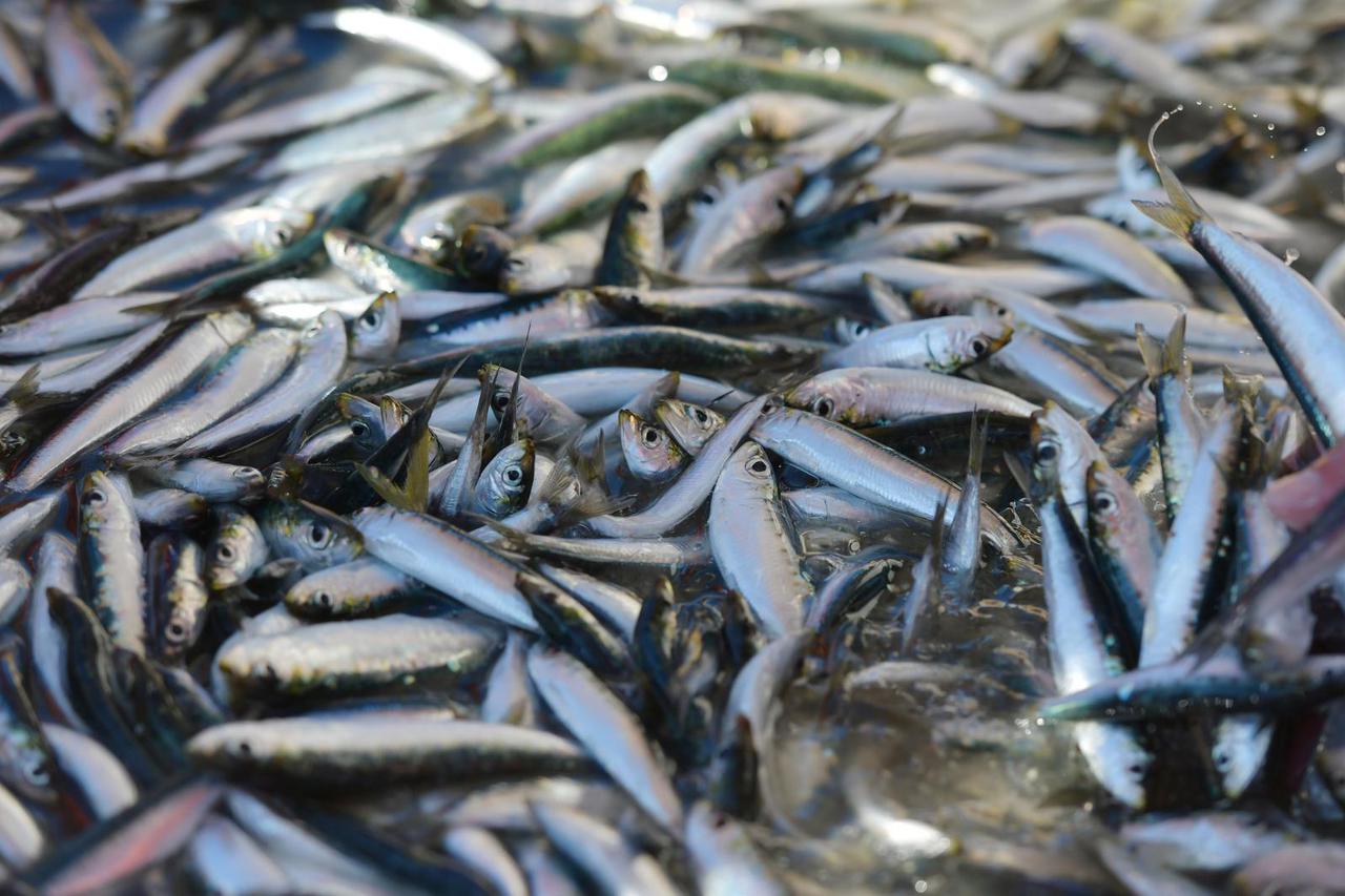 Tribunj: Ribari se vra?aju svojim svakodnevnim obvezama