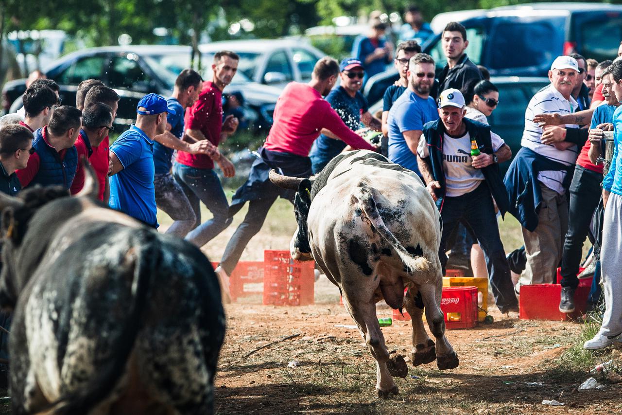 Tradicionalna borba bikova u Dicmu ove je godine posebno atraktivna