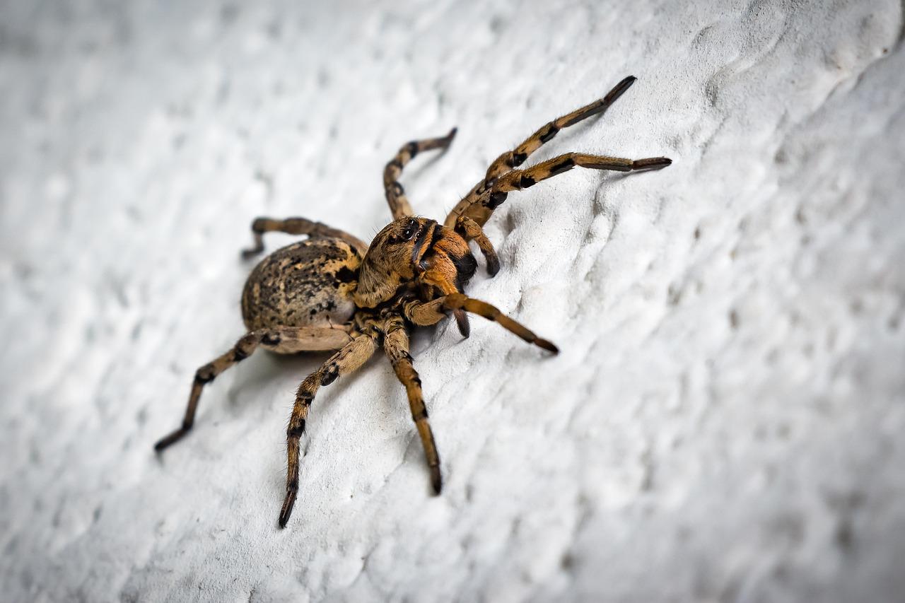 tarantula