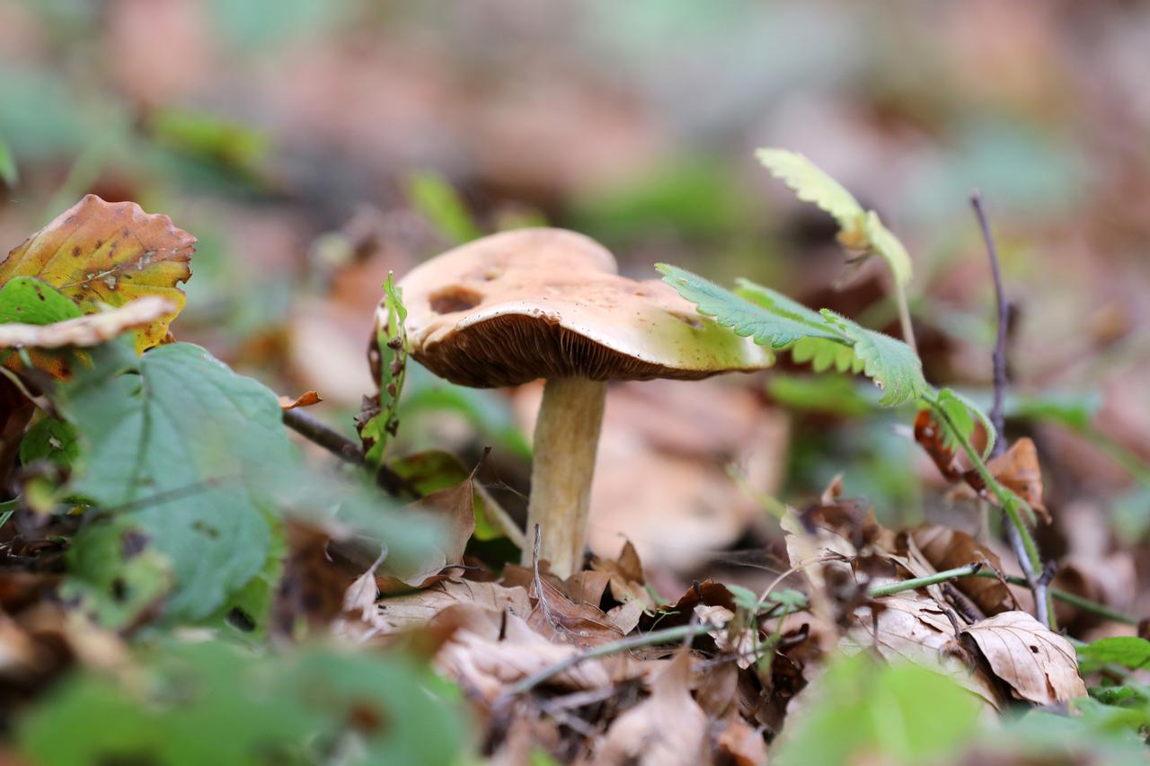 Šume kod Crnog luga pune su raznih gljiva