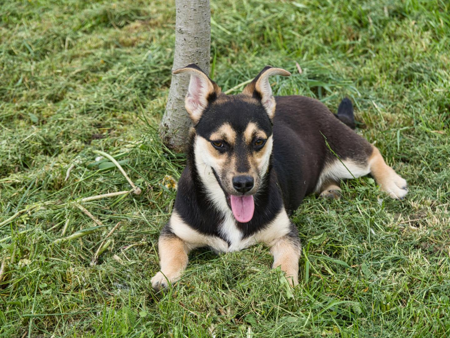 Mali međimurski pas: Uzgaja se više od stotinu godina u sjeverozapadnoj Hrvatskoj, ponajviše u Međimurju, gdje je bio čuvar dvorišta i lovac na štetne glodavce. Vlasnici mlinova na Muri i Dravi posebno su ga cijenili, a i danas ga rado drže stočari. Zbog veličine i karaktera smatra se pogodnim i za život u urbanijem okruženju.