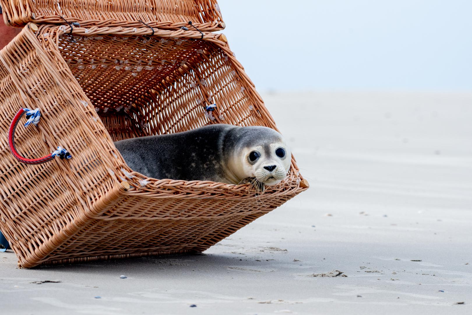 Stanica Norddeich poznata je po svojoj dugogodišnjoj tradiciji spašavanja i skrbi za ugrožene tuljane. Nakon što su prošli sve potrebne faze oporavka i treninga, stručnjaci su procijenili da su spremni za povratak u divljinu.
