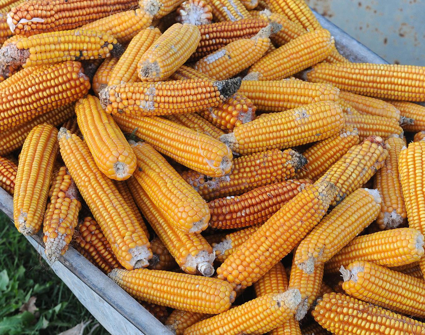 Kukuruz ćete najlakše očistiti od svile tako da ga cijelog stavite u mikrovalnu na četiri minute, zatim odsjećete vrh i svila će se lako skidati s klipa.