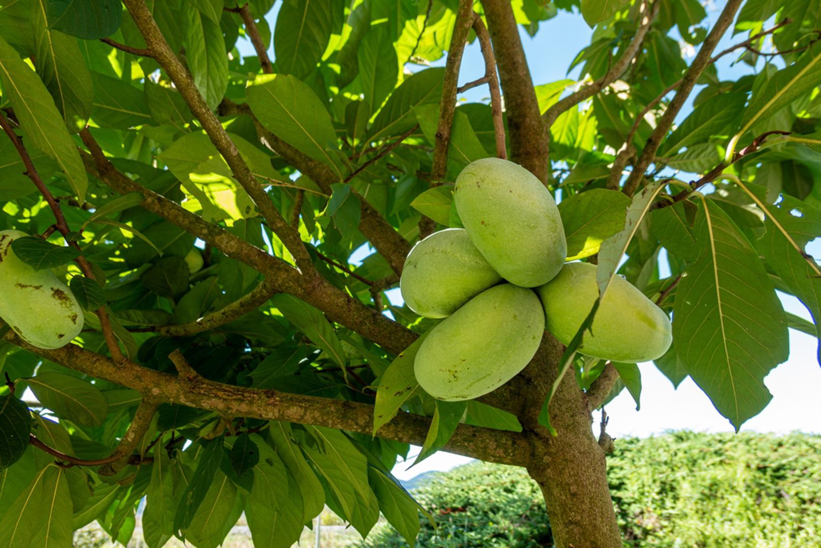 Asimina (indijanska banana): Iako njezini plodovi okusom podsjećaju na kombinaciju banane, manga i vanilije, asimina potječe iz Sjeverne Amerike i može uspijevati i u kontinentalnim područjima Hrvatske. Odrasla stabla dobro podnose zimske hladnoće, ali mlade biljke zahtijevaju pažljiviju njegu. Zbog osjetljivog korijena najbolje je birati kvalitetne sadnice iz posuda, a u hladnijim krajevima prednost dati proljetnoj sadnji. 