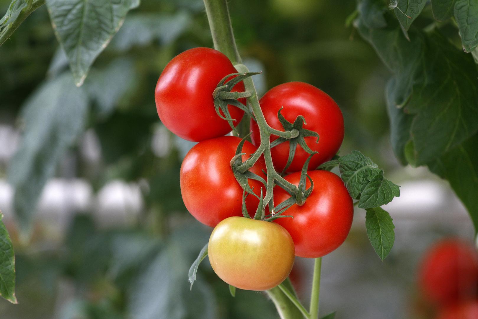 Rajčica – Malo je onih koji ne uživaju slasnim rajčicama tijekom ljeta. Pogotovo ako možete ubrati domaće iz vlastitog vrta. Idealne su za salate, variva, ali i juhe.