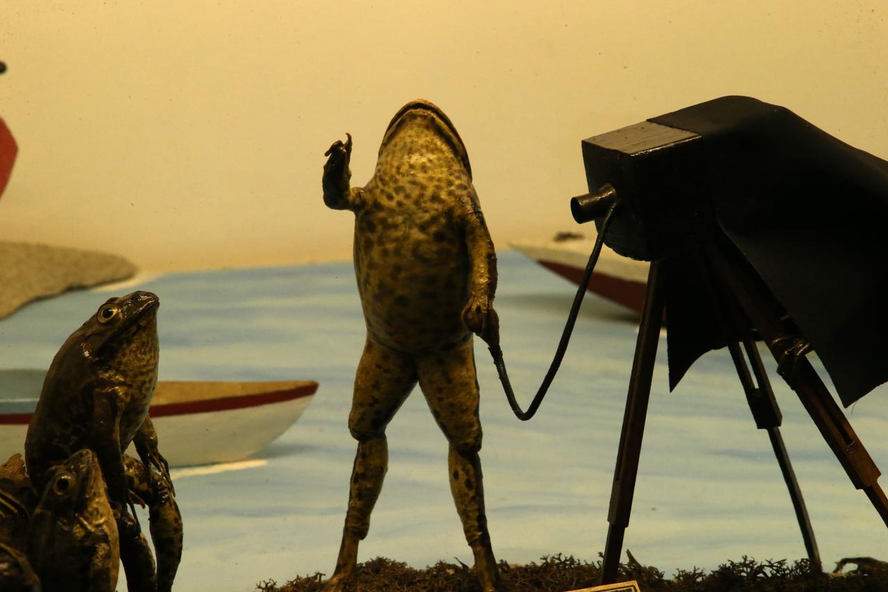 žabe split muzej