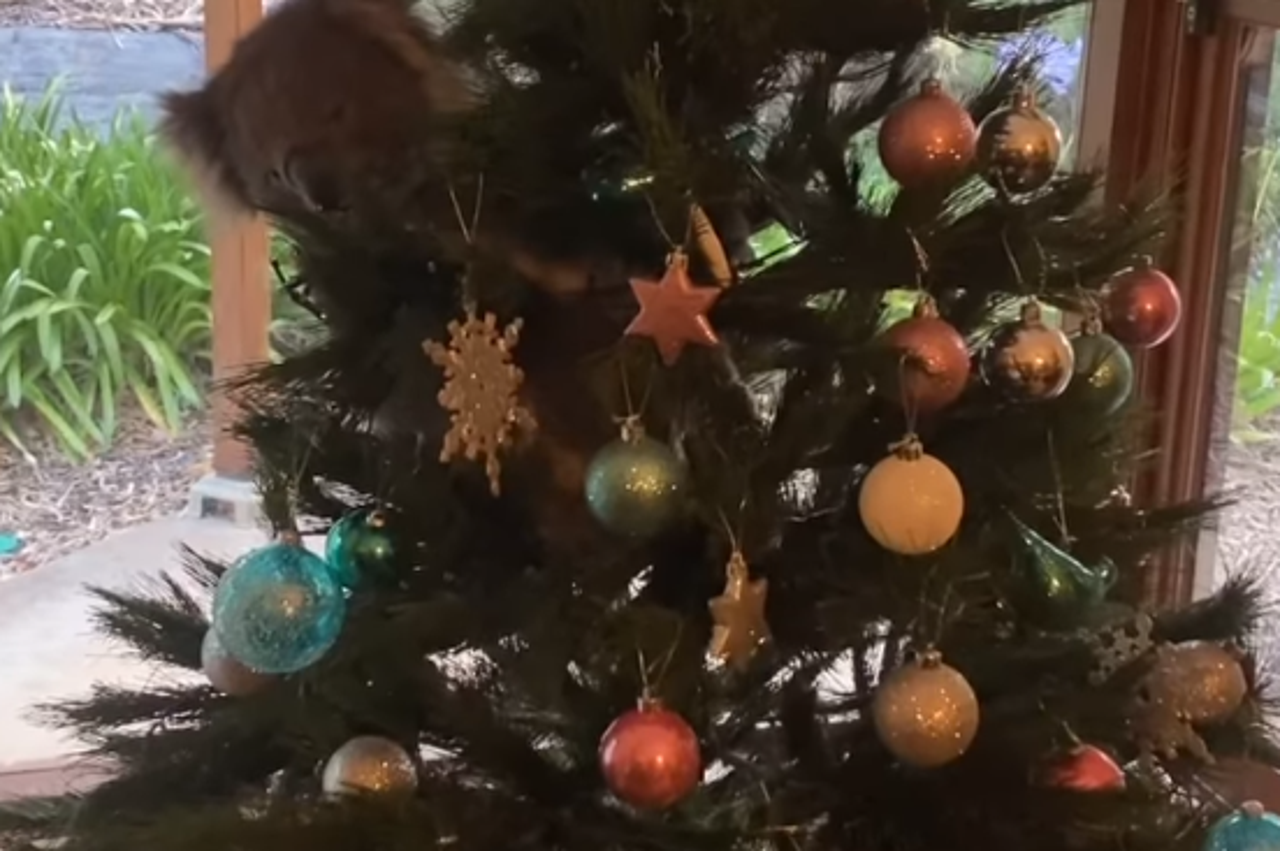 Koala na božićnom drvetu