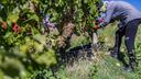 Graševina postaje 'viteško bijelo vino Hrvatske'