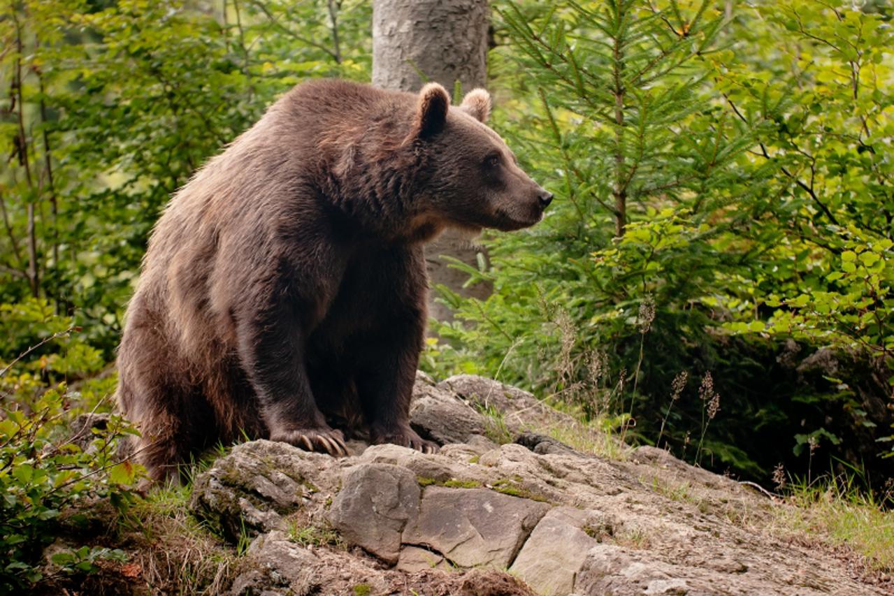 \'Brown bear sitting on the rock focus on the eye.\'