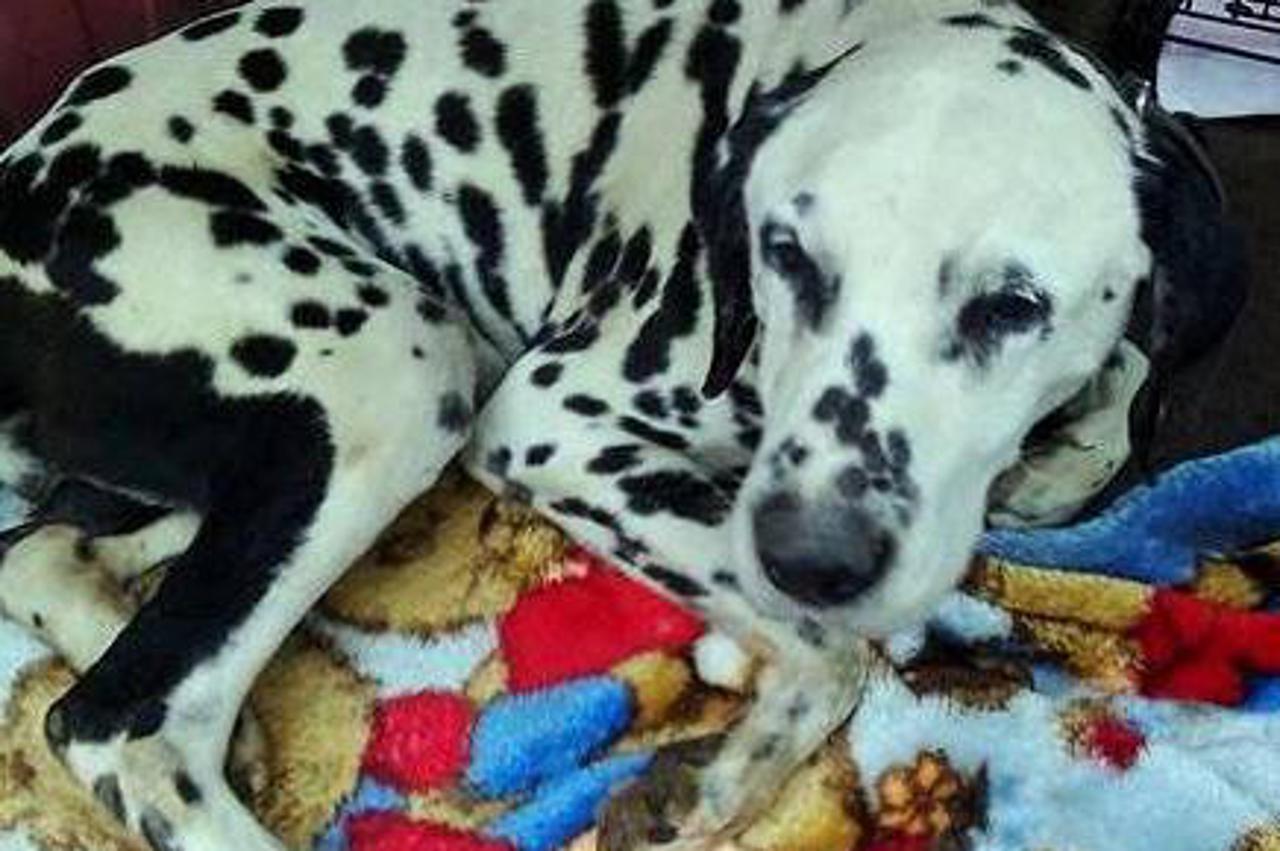 Pongo