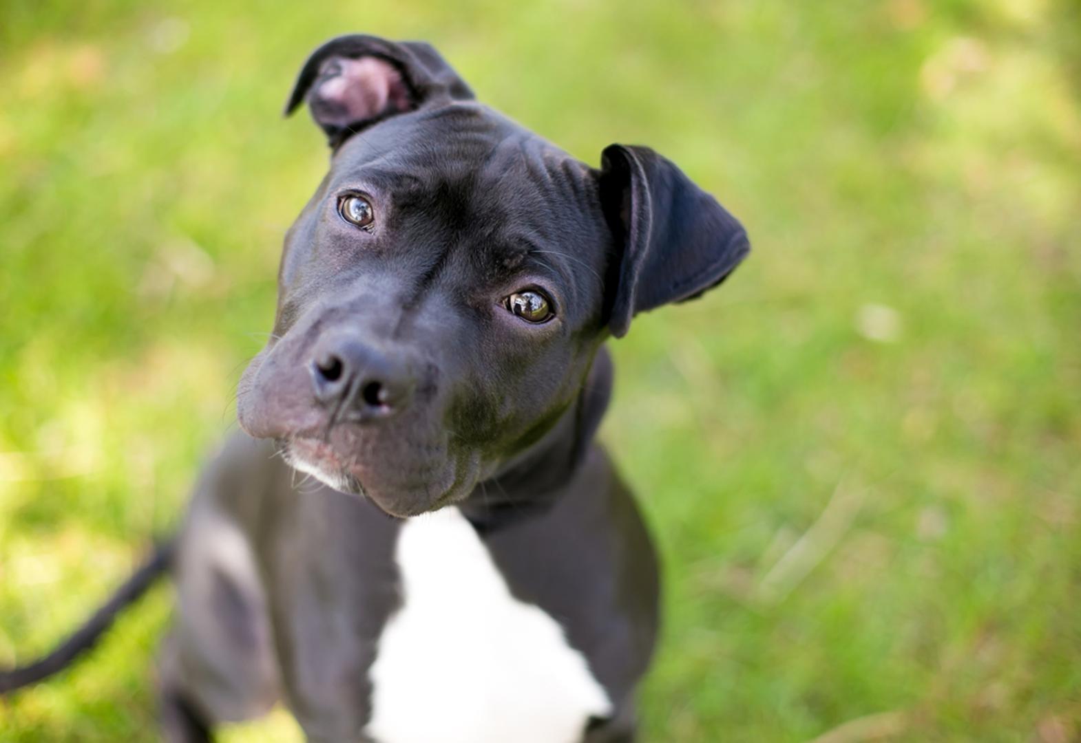 Pit bull terijer: Pit bullovi su često stigmatizirani, a istovremeno su pasmina kojoj je nužna odgovorna socijalizacija i dosljedan odgoj. Kad se zanemare trening i granice, mogu se javiti problemi u odnosu prema drugim psima ili nepoznatim ljudima. Mnogi završe u skloništu jer vlasnici nisu bili spremni na razinu rada i odgovornosti koju pas zahtijeva.