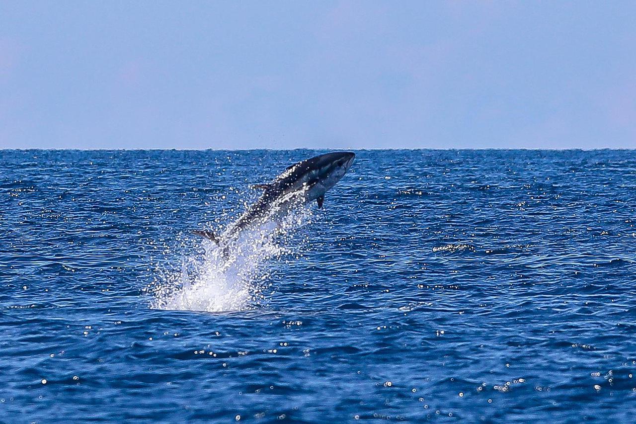 Pula: Oduševljeni kupači i šetači na Lungo mare imali su priliku gledati hranjenje tuna