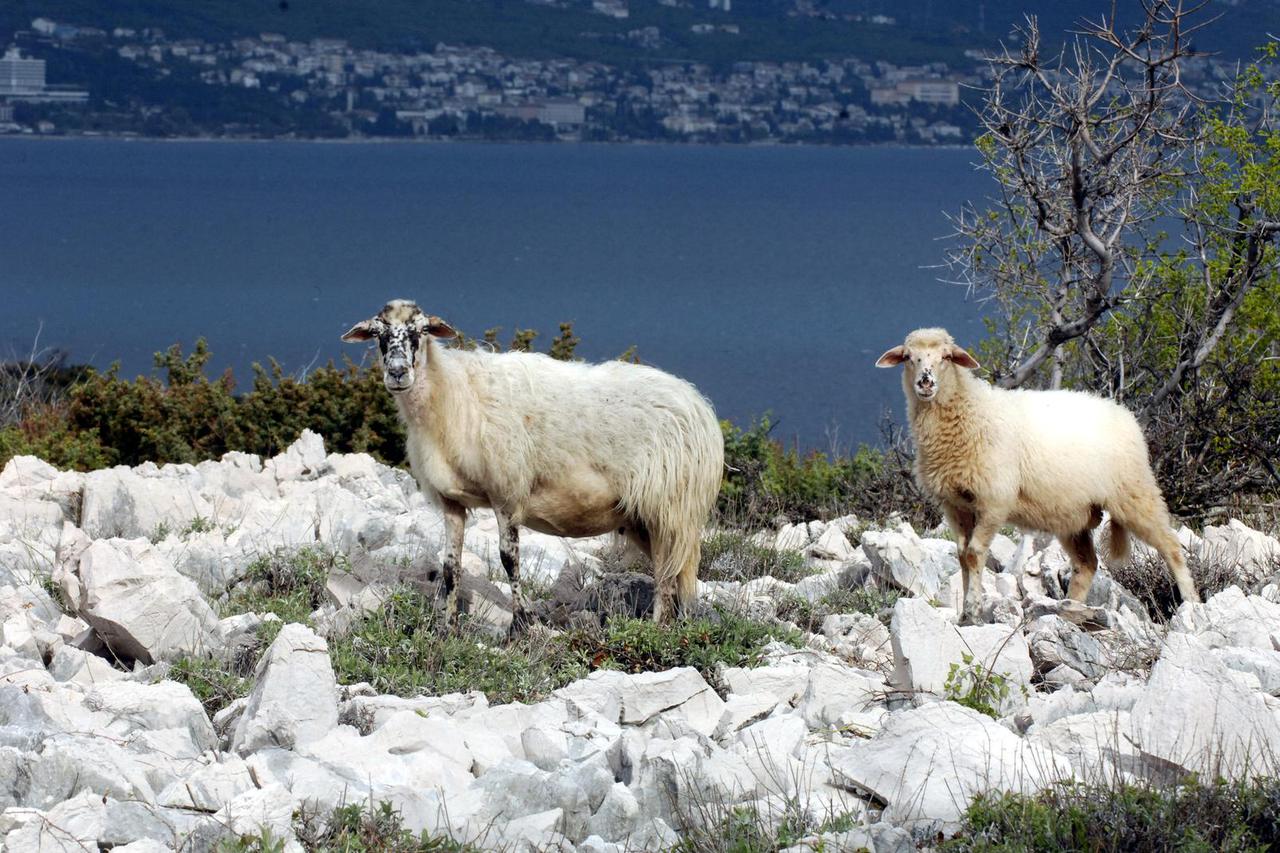 Otok Krk: Ovce na paši po kamenjaru, ilustracija