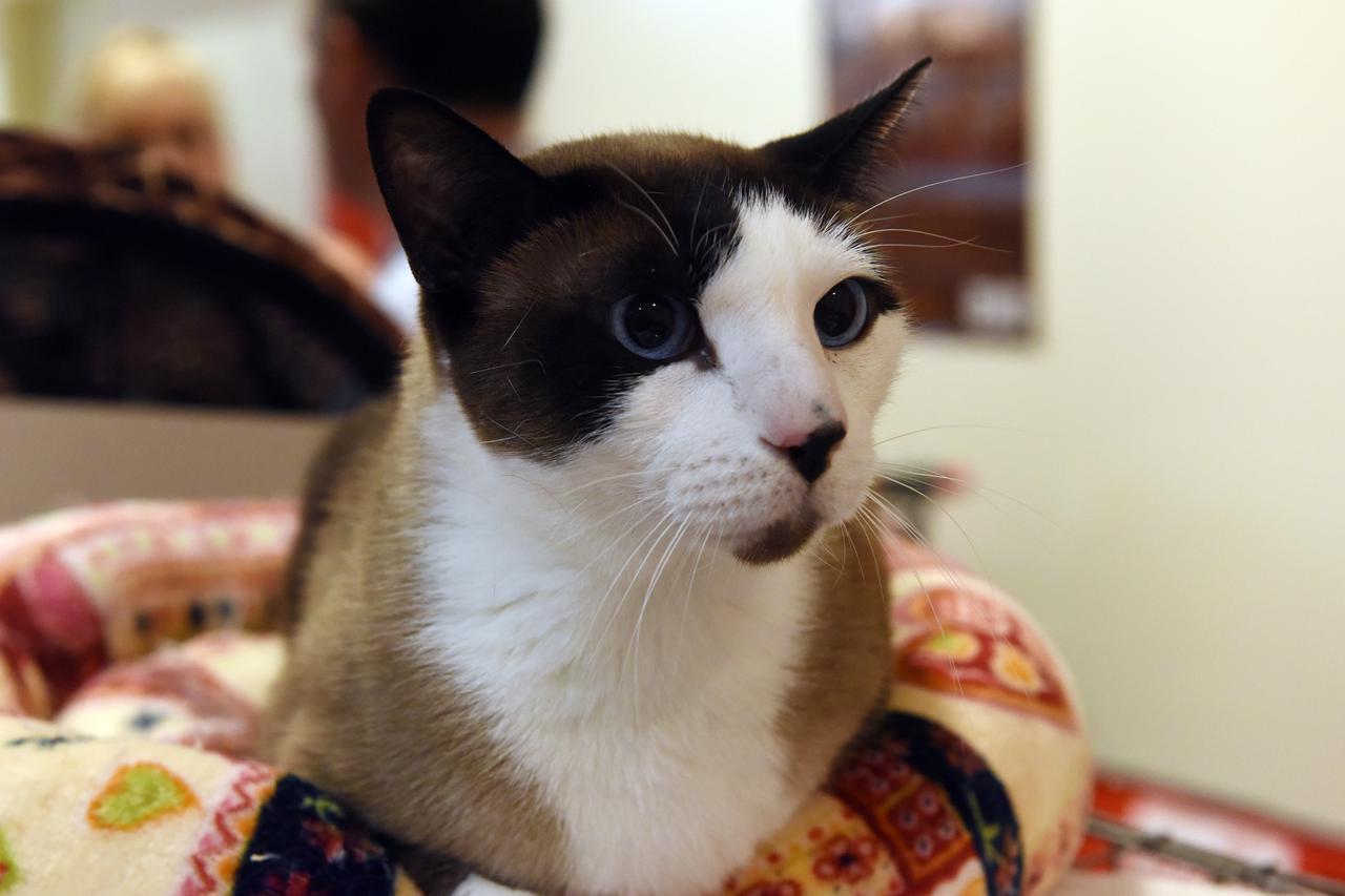  Snowshoe mačka