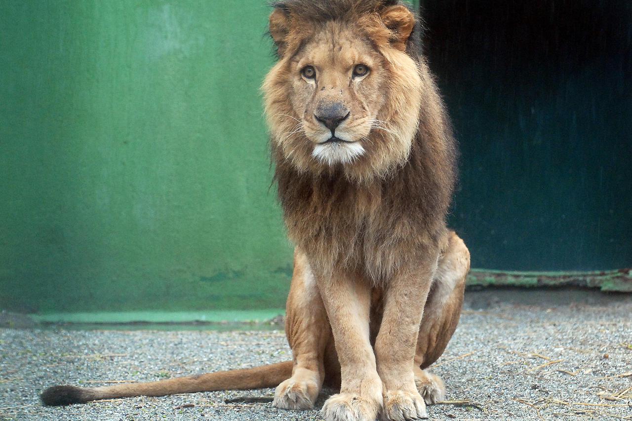 ZOO vrt