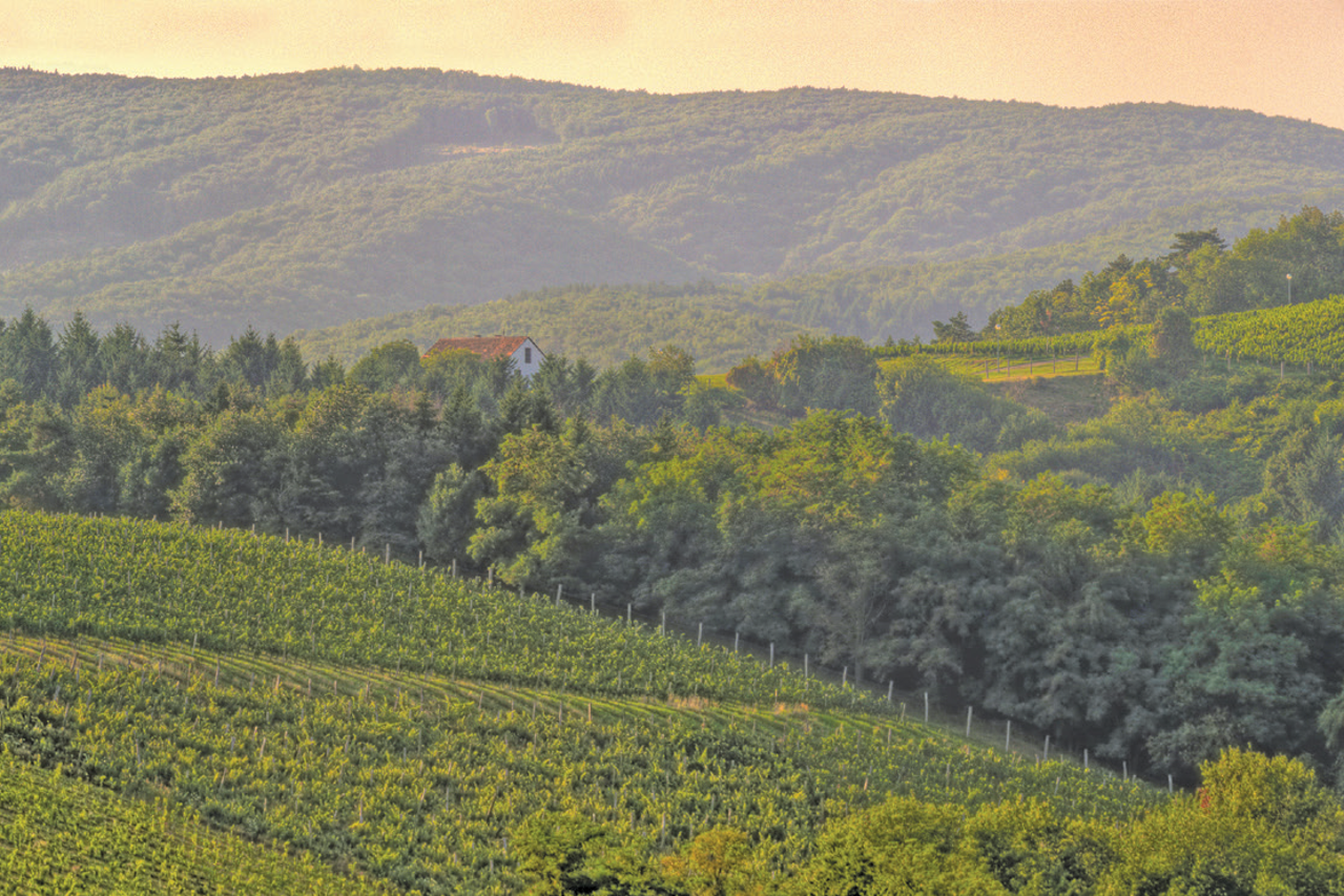 Vinarija KUTJEVO d.d.