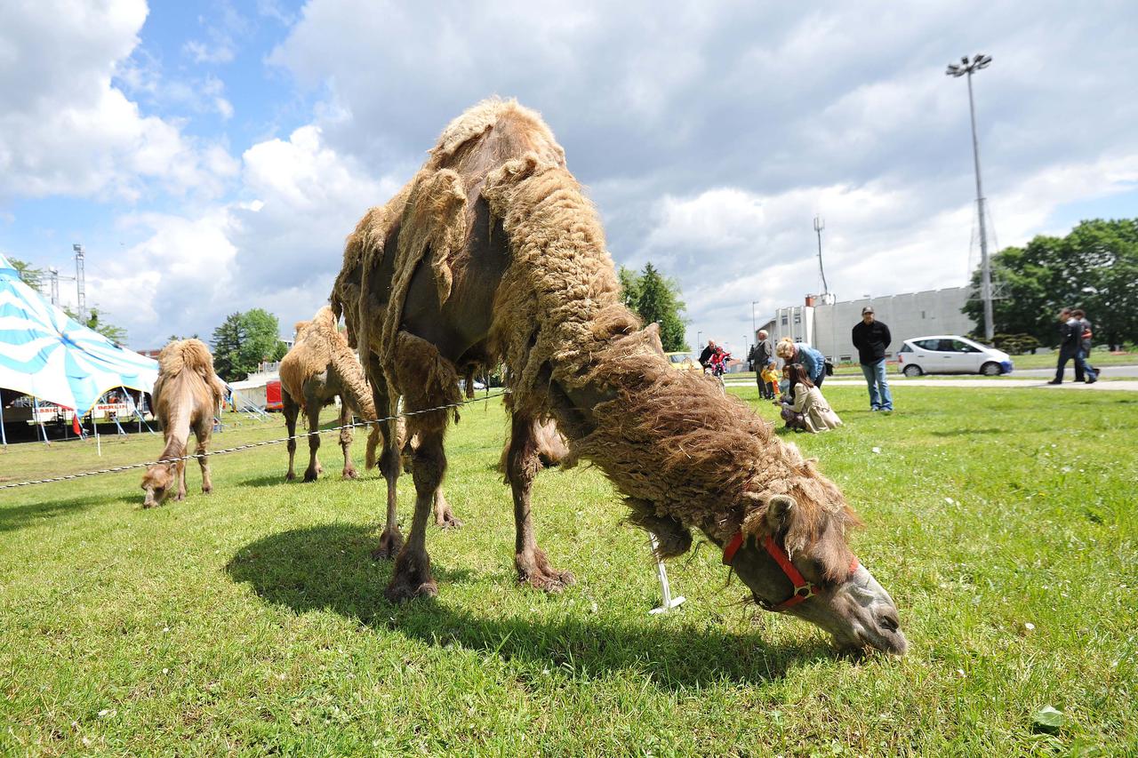 16.05.2016., Cakovec - Classic Cirkus Berlin u grad doveo deve koje odusevljavaju gradjane.  Photo: Vjeran Zganec Rogulja/PIXSELL