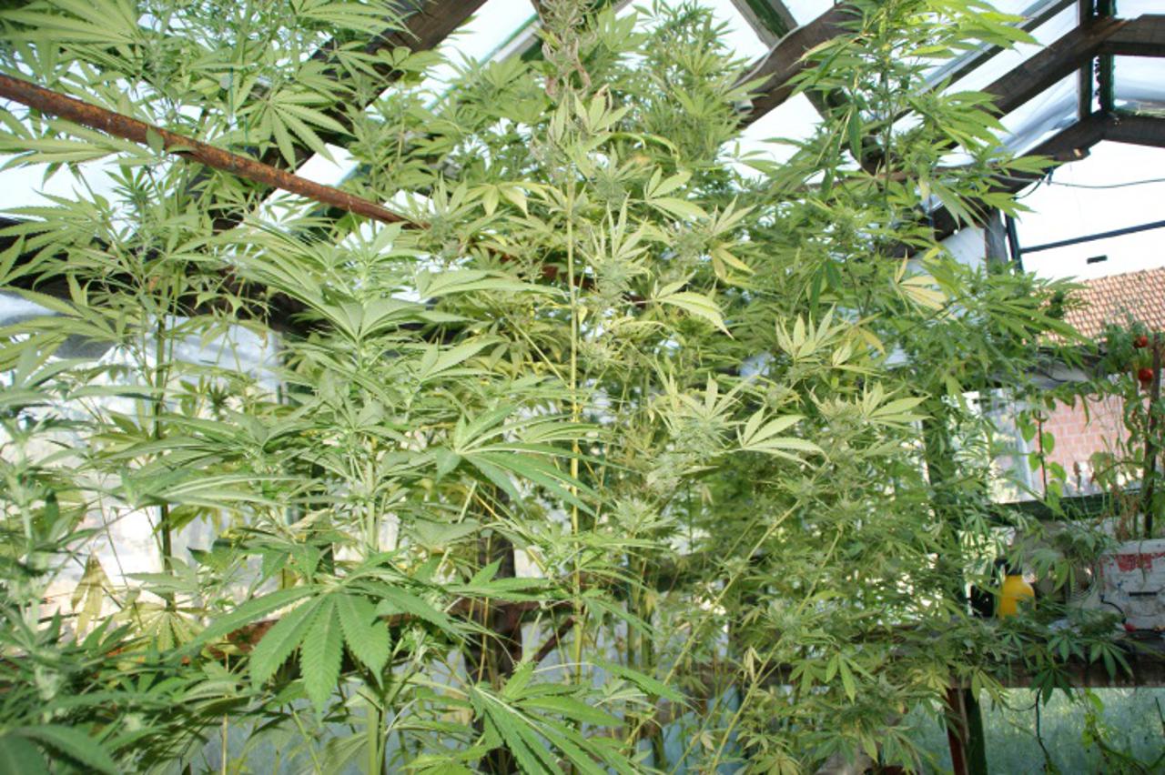 Marihuana