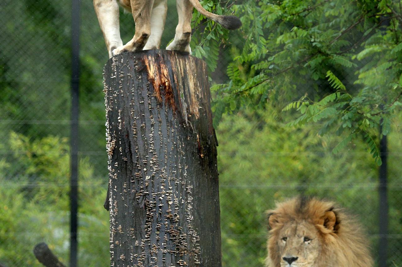 22.05.2015., Zagreb - Osoblje Zooloskog vrta trenira lavove skrivajuci im meso po nastambi. Photo: Anto Magzan/PIXSELL