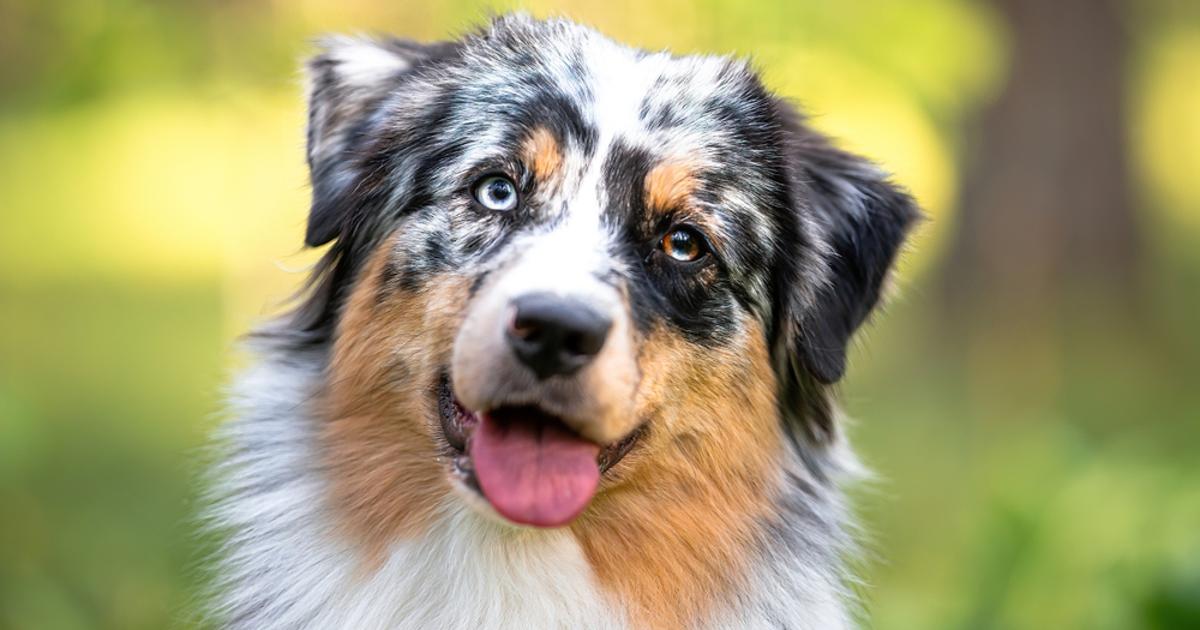 Zaboravite na visoke veterinarske račune: Ovih 5 pasmina pasa smatraju se najzdravijima