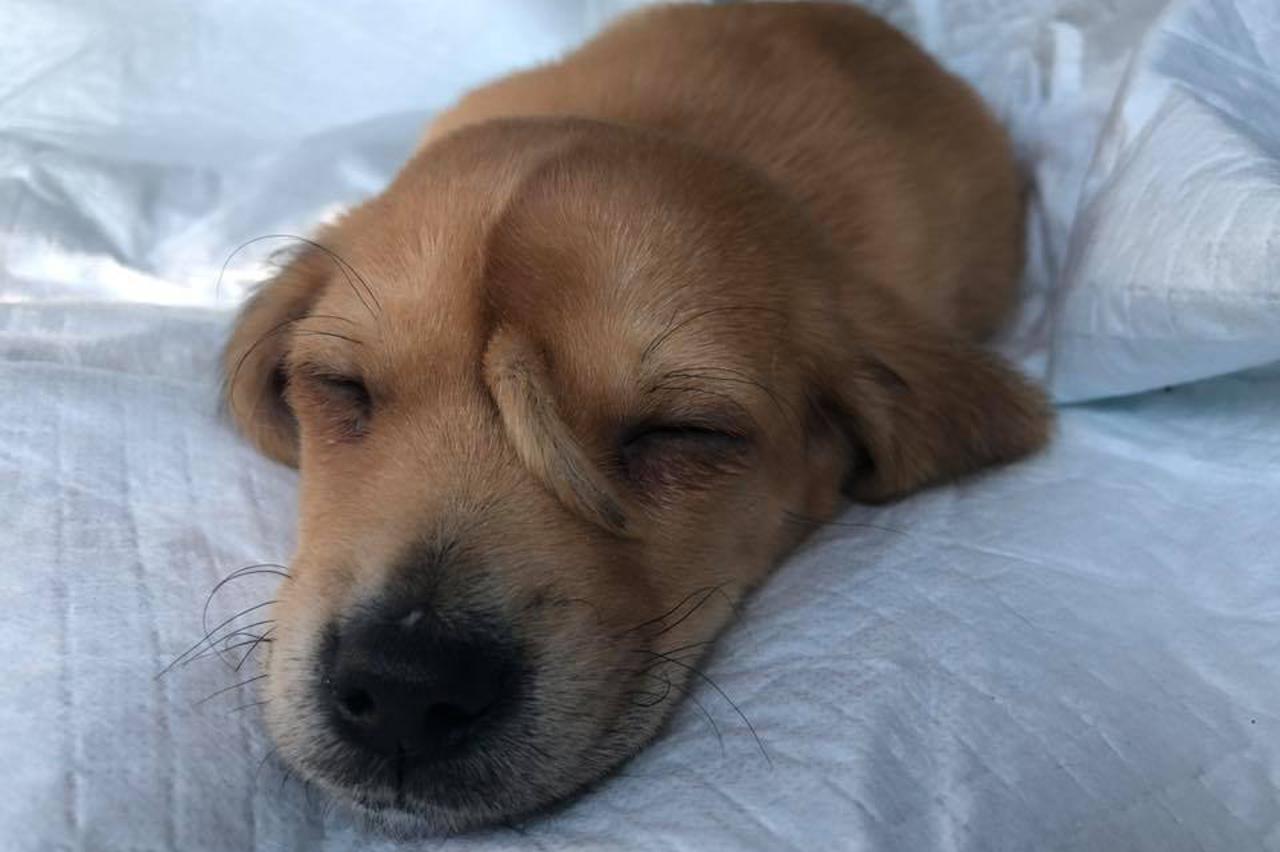 Štene s dodatnim repom na čelu