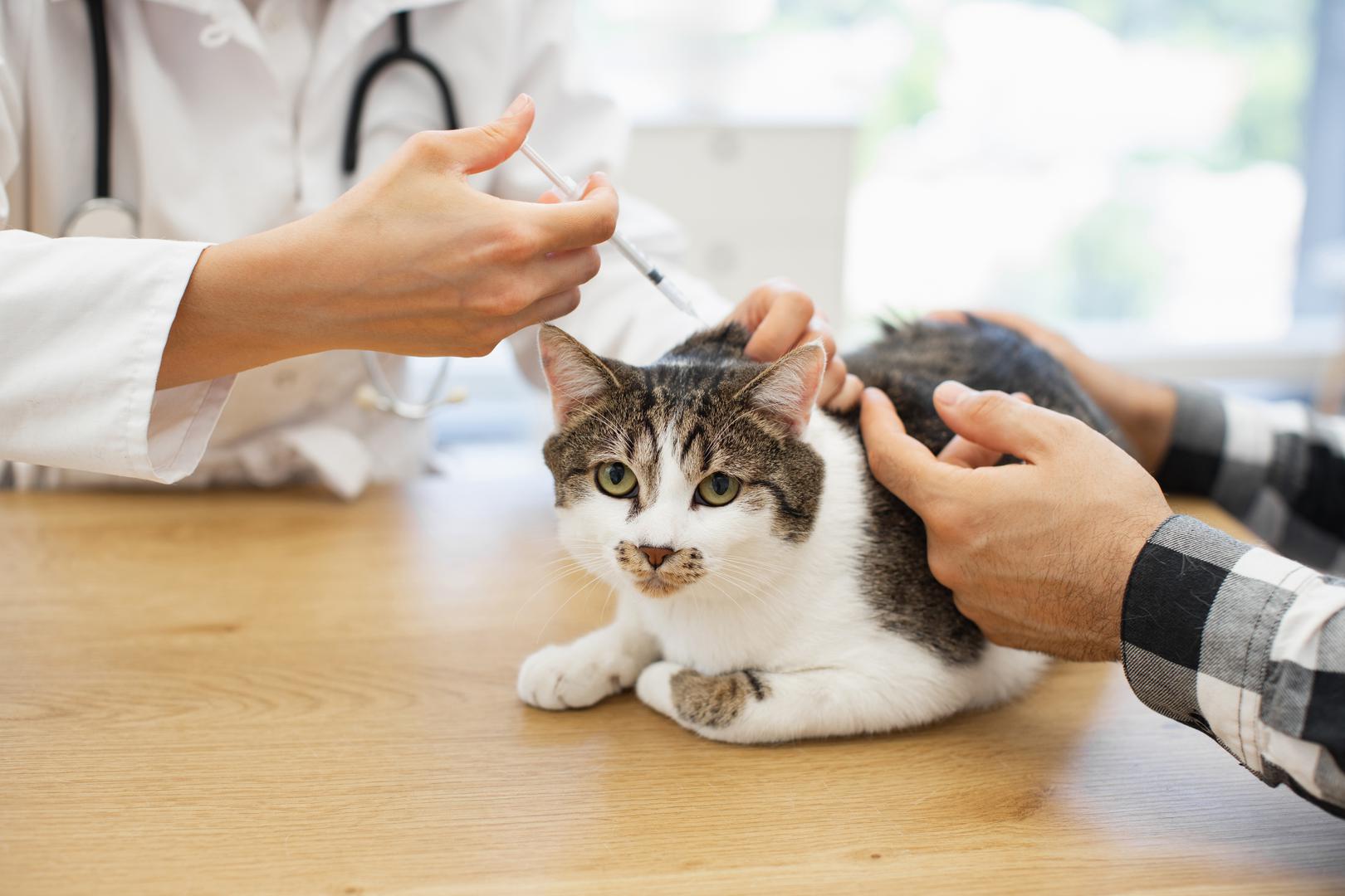 Veterinari su među onima koji najbolje poznaju životinje jer s njima rade svakodnevno, od rutinskih pregleda do liječenja ozbiljnih zdravstvenih problema. Upravo zbog tog iskustva iz prve ruke dobro znaju koje bi životinje rado imali kao kućne ljubimce, a koje, unatoč njihovoj ljepoti ili popularnosti, možda ipak ne bi odabrali za vlastiti dom.
