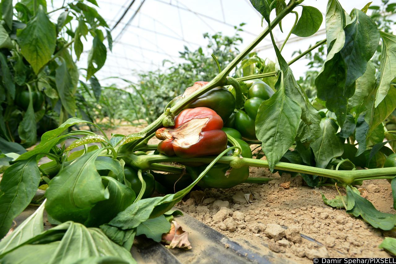 Zbog ekstremnih temperatura i pregrijavanja plastenika trune povr?e