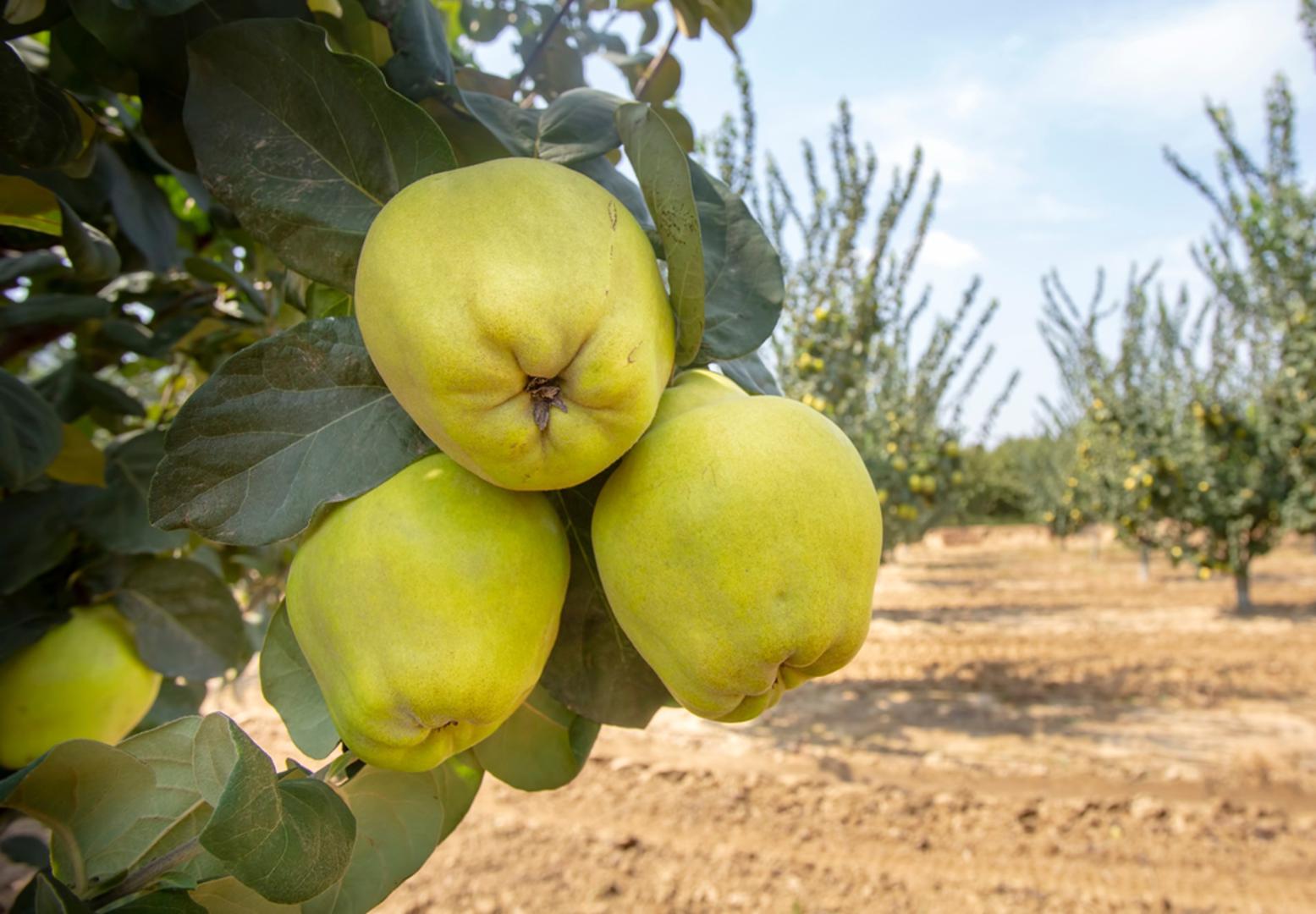 Dunja: Dunja voli sunčana mjesta i plodna tla, a dobro joj odgovaraju pozicije koje nisu ekstremno suhe tijekom ljeta. U veljači se sadi jednostavno i često se brzo prima, ali je važno da korijen prije sadnje bude osvježen kratkim namakanjem u vodi ako je bio duže izvan tla. Potrebna joj je minimalna rezidba. 