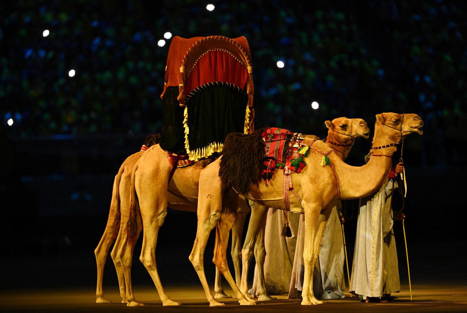Soccer Football - FIFA World Cup Qatar 2022 - Group A - Qatar v Ecuador - Al Bayt Stadium, Al Khor, Qatar - November 20, 2022 General view of camels during the opening ceremony REUTERS/Dylan Martinez Photo: Dylan Martinez/REUTERS