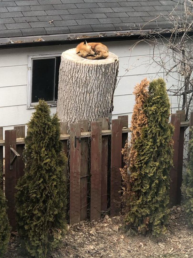 Ova lisica pronašla je prikladno mjesto za spavanje u dvorištu jedne žene. 