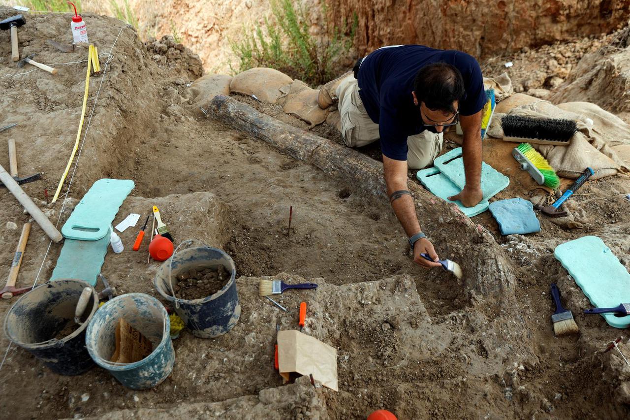 A fossilised tusk from a giant prehistoric elephant that once roamed around the Mediterranean has emerged from an excavation site in Revadim