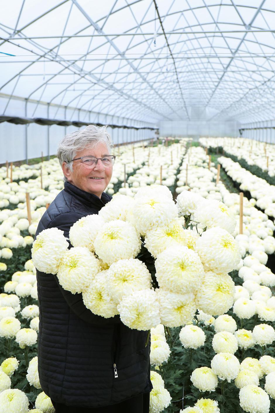 Gornji Desinec:  Plantaža krizantema Marije Volarić