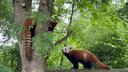 Ovo je novi član nastambe crvenih pandi zagrebačkog ZOO-a: Došao iz Nizozemske kako bi pravio društvo Emi