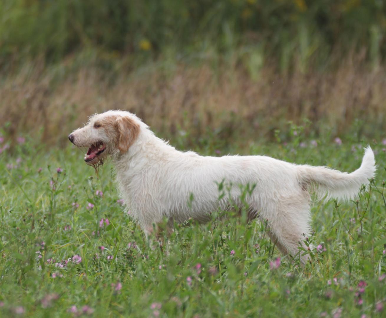 Istarski oštrodlaki gonič: Slično kratkodlakom rođaku, i ovaj je gonič prvenstveno radni pas, poznat po izdržljivosti i upornosti u lovu. Prepoznatljiv je po oštrijoj, žičastoj dlaci koja mu pomaže u zahtjevnijim uvjetima. U odgoju traži strpljenje i dosljednost, a u zamjenu daje odanost i odličan radni temperament.