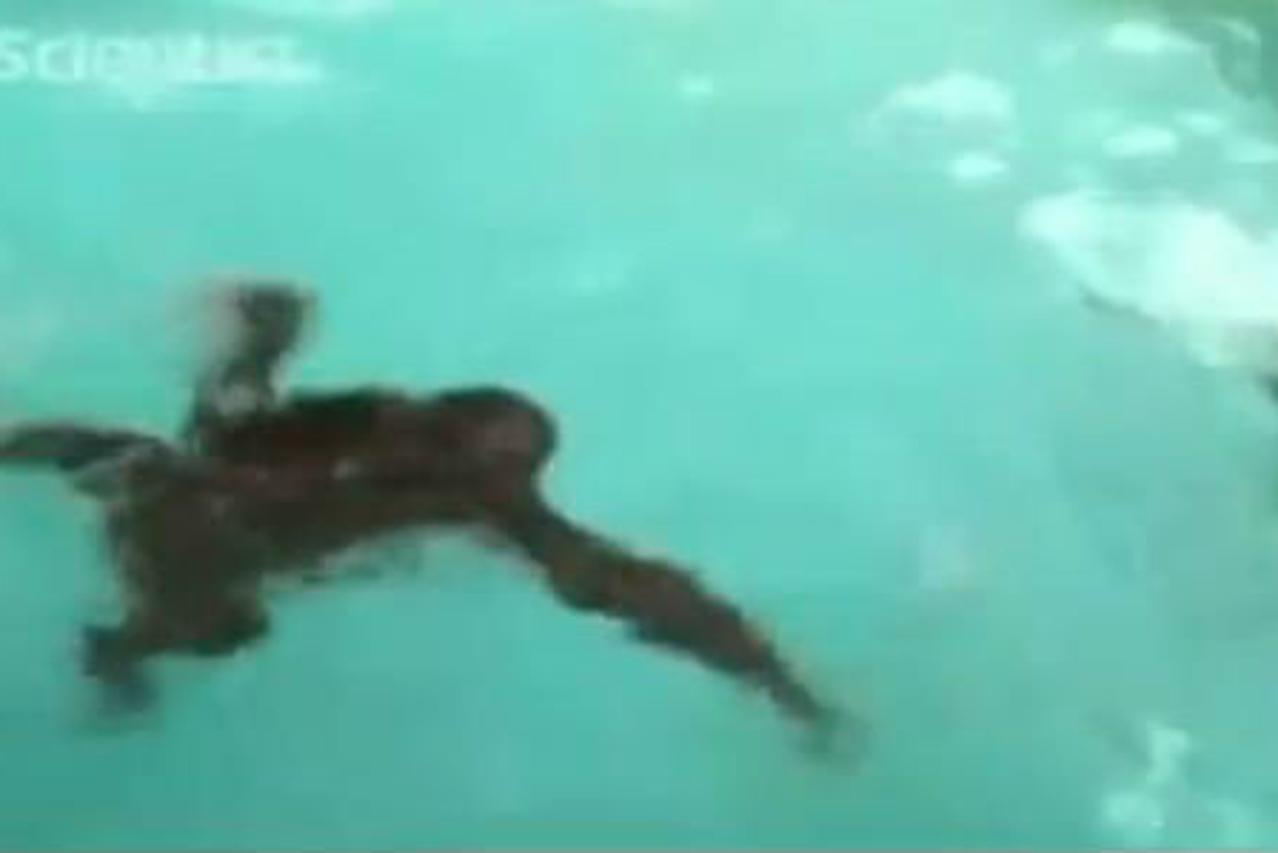 Istraživanje je pokazalo da majmuni plivaju slično kao ljudi