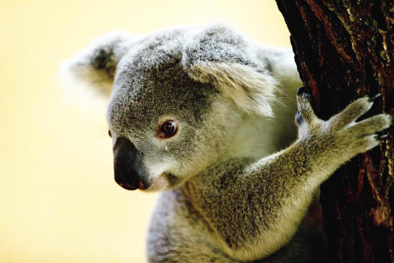 koala