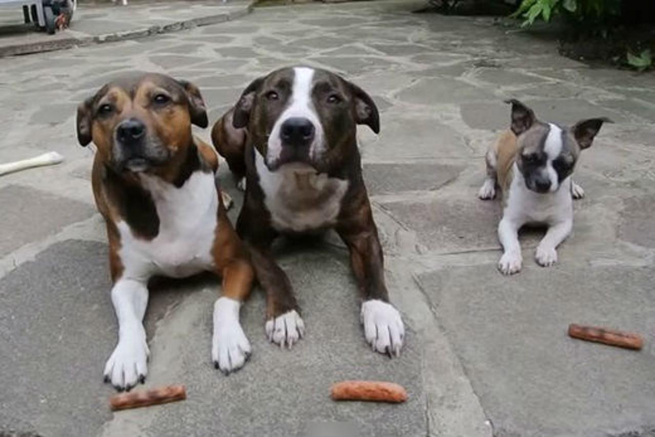 Treniranim psima dali kobasice