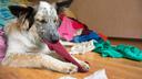 Veterinari upozoravaju: Ova navika u domu može izazvati stres kod vašeg ljubimca