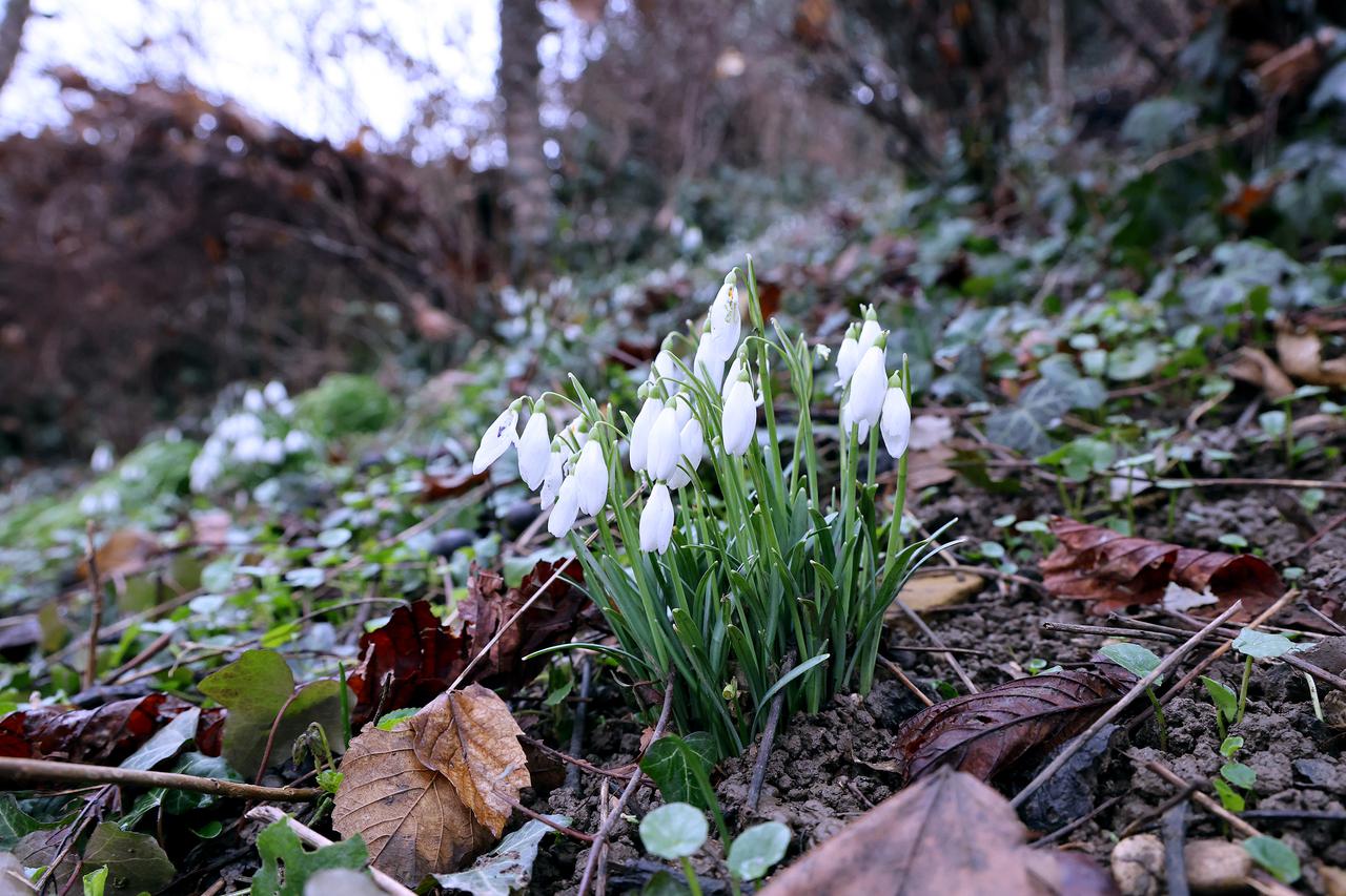 Zagreb: Visibabe osvojile južne padine Gornjeg grada
