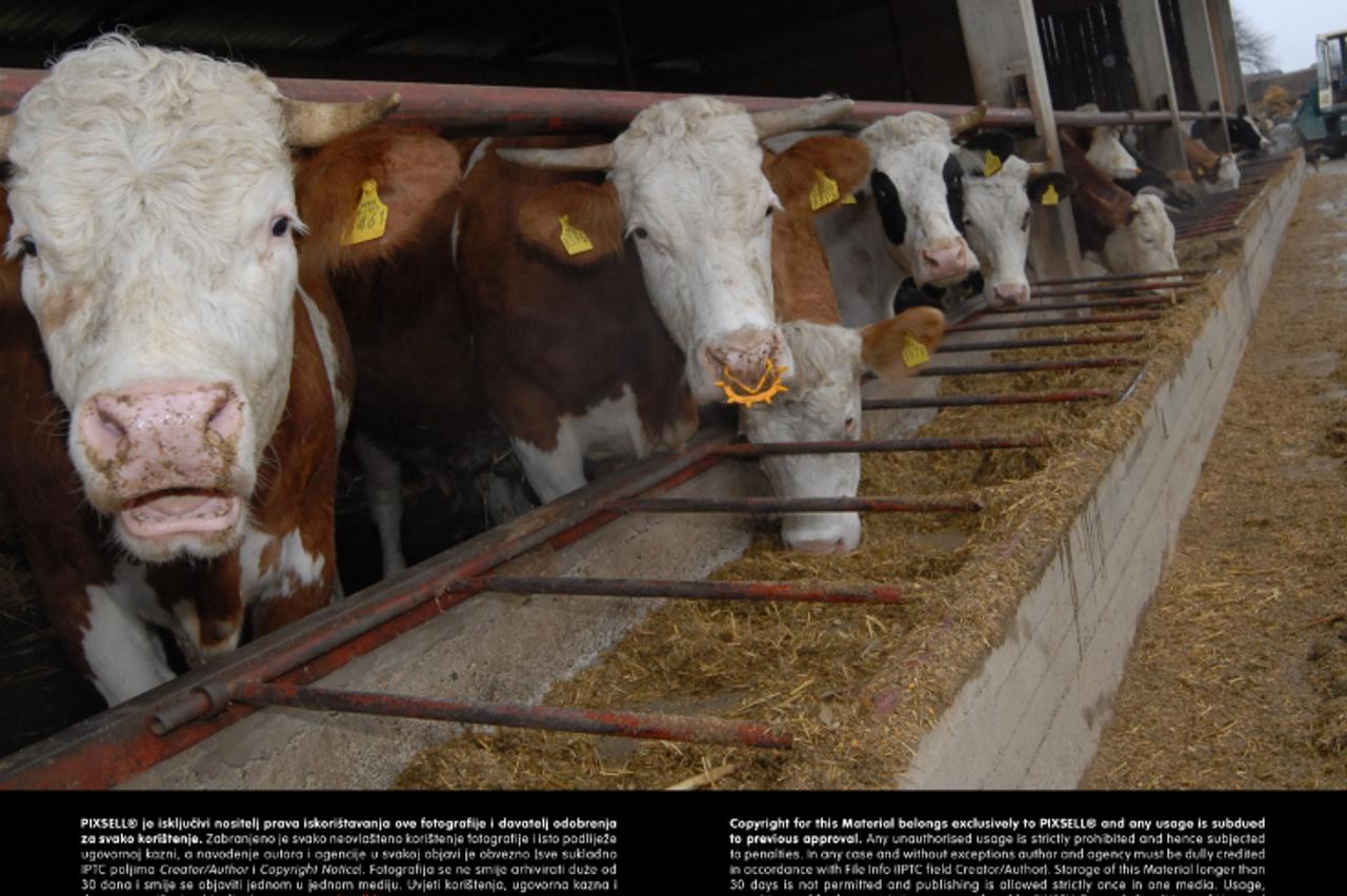 '26.02.2013., Slavonski Brod, Gundinci - Proizvodjaci mlijeka u Gundincima, pa i Mirko Kadic koji ima farmu od 50-ak krava ne znaju kamo ce vise sa mlijekom. Jedan veci dio su vec prolili u septicke j