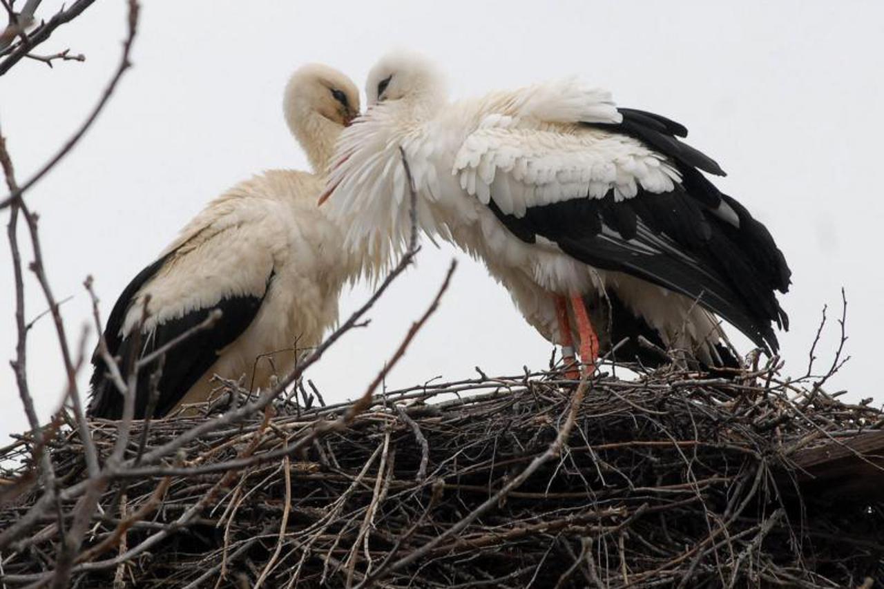 klepetan i malena (1)