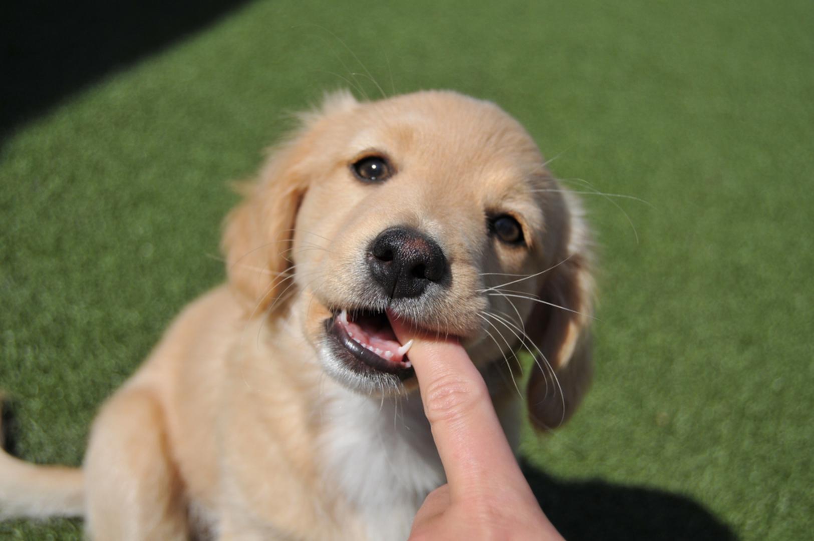 Ako vaše štene ne prestaje gristi sve oko sebe, možda će vas utješiti činjenica da niste jedini vlasnik koji muku muči s tim problemom. Grickanje je jedna od najfrustrirajućih 'čari' odgoja psa. Ipak, uz nježan i dosljedan pristup te bolje razumijevanje ponašanja, moguće je smanjiti problem i pomoći štenetu da izraste u mirnog i umiljatog psa, piše Pet Health Club.